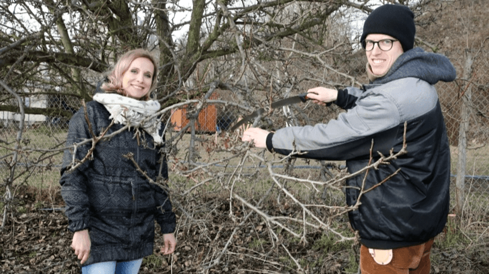 RECEPTÁŘ PRIMA NÁPADŮ: jarní řez starých ovocných stromů
